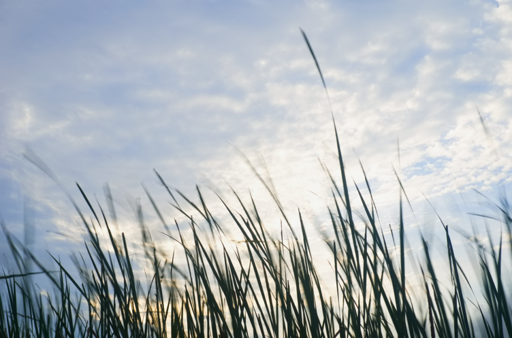 Bullrush Sky 1240 Bullrush sky - Paul Leong Photography