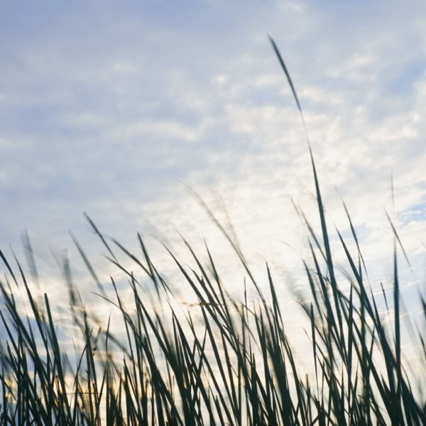 Bullrush sky - Paul Leong Photography