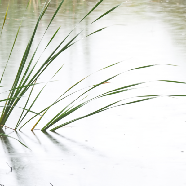 Reed reflections 1- Paul Leong Photography